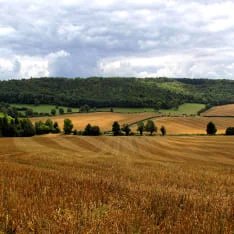 Quinoa cultivation field