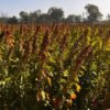 quinoa challenges and opportunities