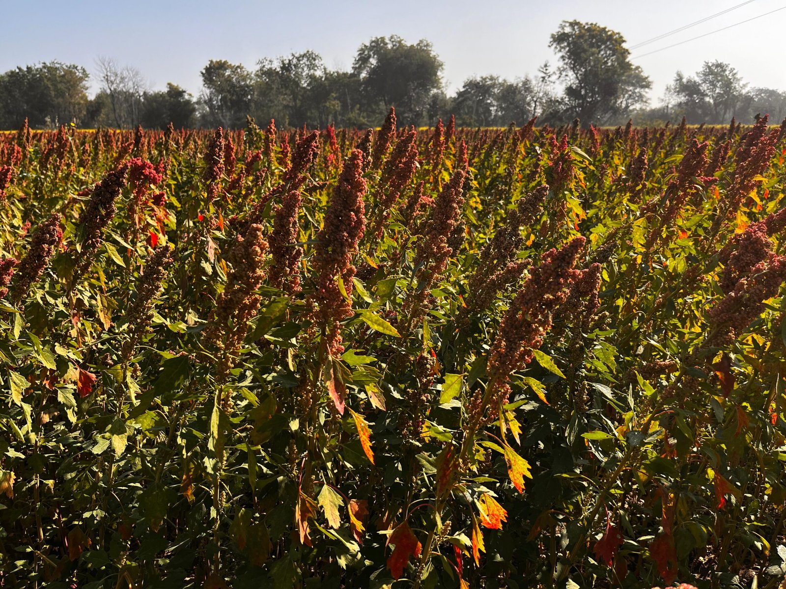 quinoa challenges and opportunities